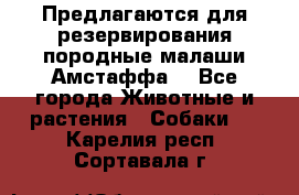 Предлагаются для резервирования породные малаши Амстаффа  - Все города Животные и растения » Собаки   . Карелия респ.,Сортавала г.